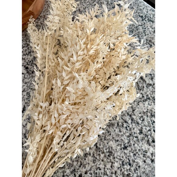 Dried Italian Ruscus White - Picture 5 of 6